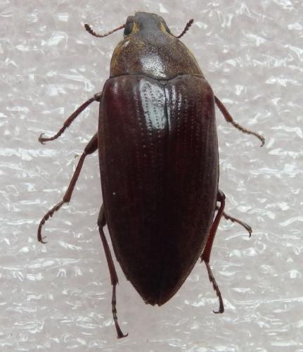 Réf. 225 990 : Epitragus sp.